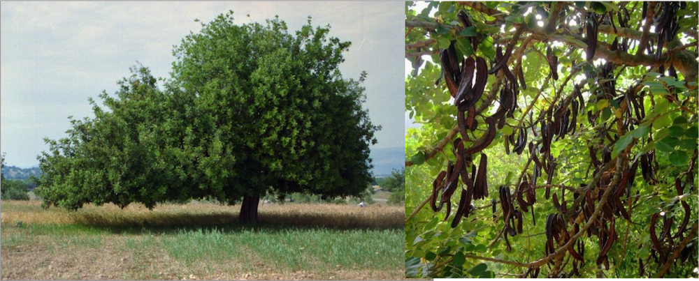 carob-tree-pod