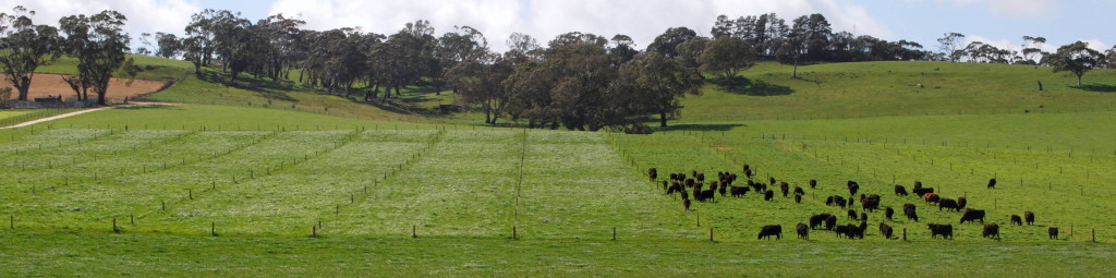 benefits of paddock grazing at rose briggs blog Images... Paddock subdivision allows more strategic grazing – Equine Permaculture