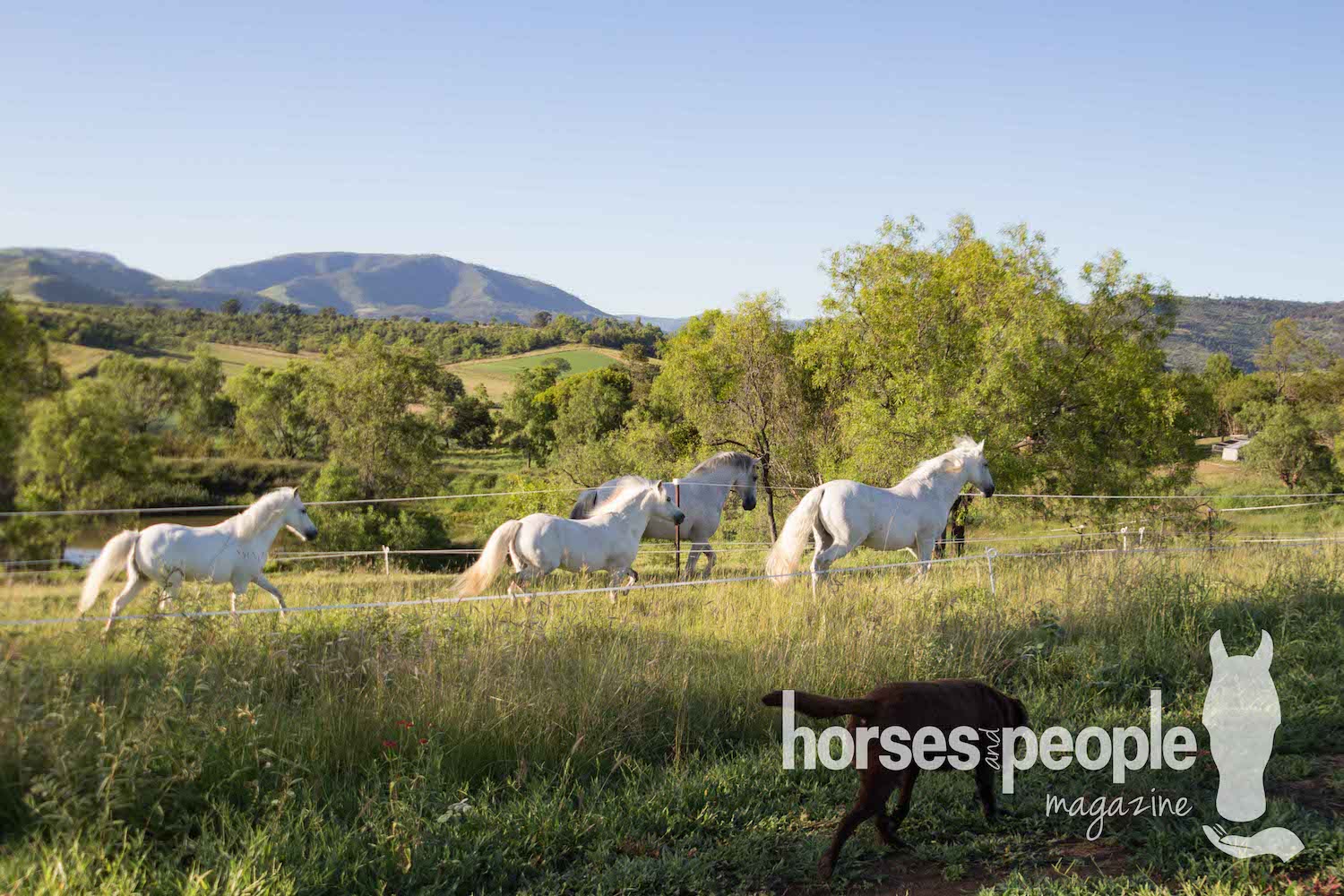 Horses in laneway