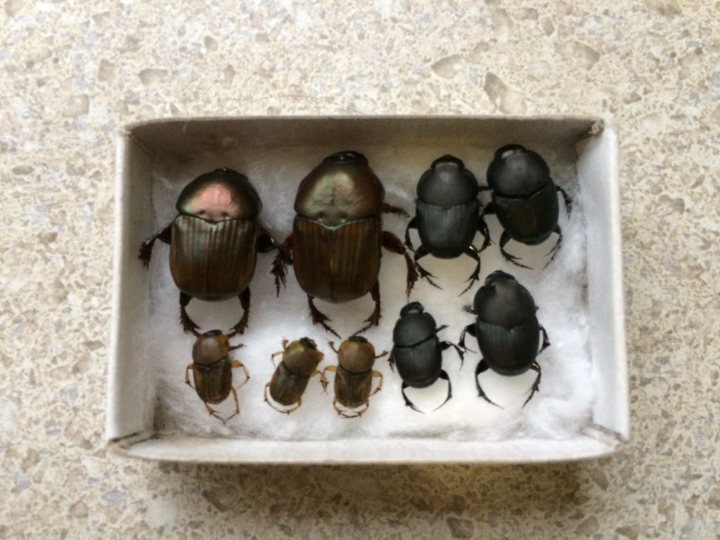 Benefits of dung beetles on horse properties Equine Permaculture