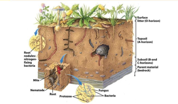 all-about-soil-part-2-soil-food-web-equine-permaculture